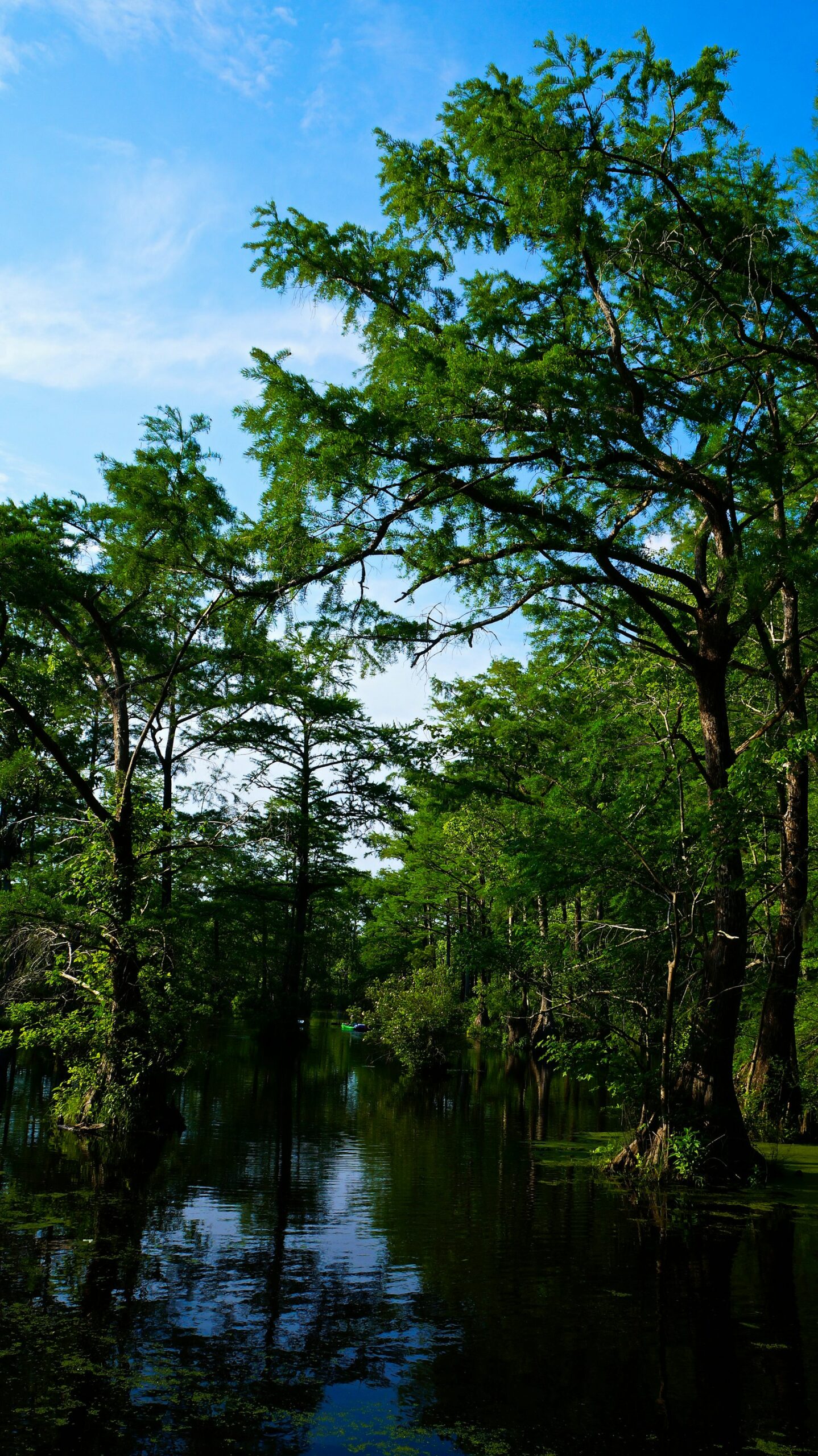 Louisiana Gulf Coast wetlands near the Vermilion Parish site chosen for SpaceX's $100 billion Starbase Louisiana spaceport