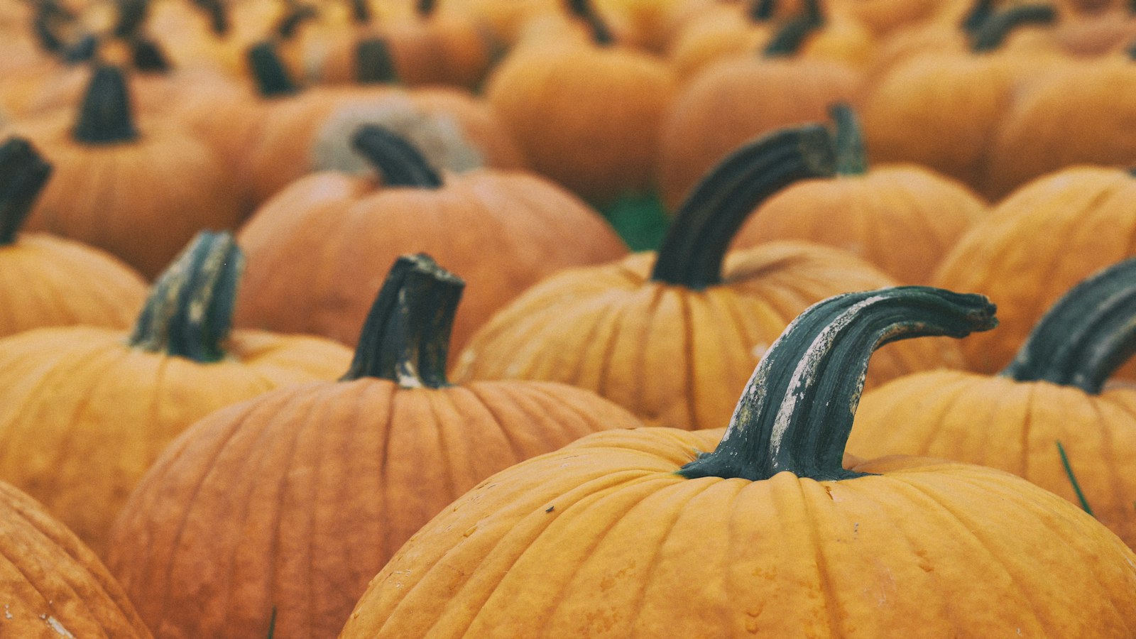 Rows of orange pumpkins for Halloween, representing the Charlie Brown holiday specials free streaming schedule on Apple TV