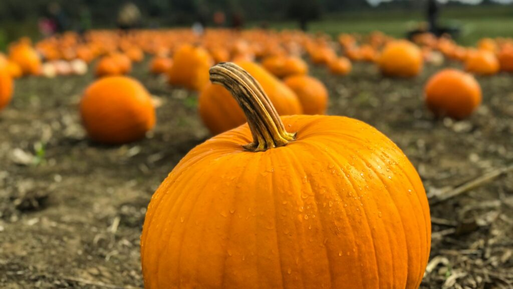 Pumpkin patch in a field, setting the scene for watching It's the Great Pumpkin, Charlie Brown free in 2026